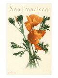 California Poppy  San Francisco