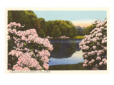 Rhododendrons  State Flower of Washington