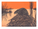 Muskrat on Dam