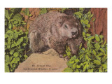 Groundhog  the Original Weather Prophet