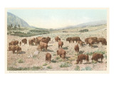 Bufffalo Herd  Yellowstone National Park
