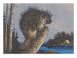 Porcupine on Stump