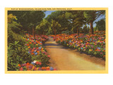 Rhododendrons  Golden Gate Park  San Francisco  California