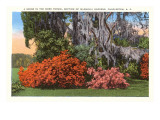 Magnolia Gardens  Charleston  South Carolina