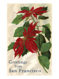 Greetings from San Francisco  California  Poinsettias