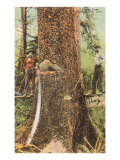 Lumberjacks Felling Cedar  Washington