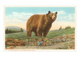 Park Bear  Yellowstone National Park