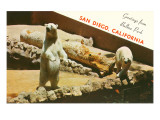 Polar Bears  San Diego Zoo