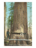 Lumberjacks Felling Fir  Washington