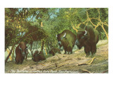 Buffalo in Golden Gate Park  San Francisco  California