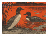 Woodcut of Loons