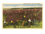 Cherry Picking  Door County  Wisconsin