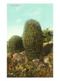 Barrel Cactus
