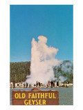 Old Faithful Geyser  Yellowstone National Park