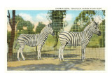 Chapman Zebras  San Diego Zoo