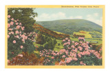 Rhododendron  State Flower of West Virginia