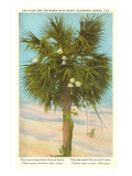 Palm Tree Entwined with Night-Blooming Cereus  Poem