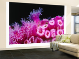 Jewel Anemones Cover the Rails of Rainbow Warrior Ship Near Cavalli Islands  New Zealand