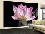 Lotus Flower (Nelumbo Lutea)