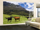 Cows in Lush Pastures and the Rocky Peak of Mt Roland