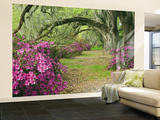 Oak Trees Above Azaleas in Bloom  Magnolia Plantation  Near Charleston  South Carolina  USA