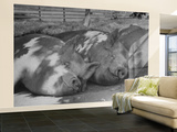 Yorkshire Hogs Smirking with Comfort in Pen on Curtiss Farms Owned by the Curtiss Candy Co