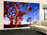 Roadside Gum Trees  Carrieton