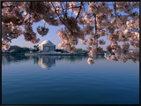 Japanese Cherry Blossoms Frame the Jefferson Memorial and the Tidal Basin