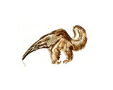 Anteater