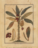 Banana Tree