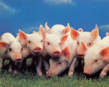 Baby Piggies