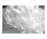 Black and White Peonies