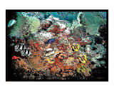 Banners on reef