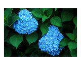 Blue Hydrangea