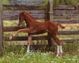 Colt