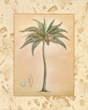 Coconut Palm