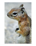 Cute Squirrel