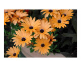Daisies - Orange Symphony 1