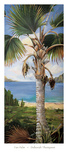 Fan Palm