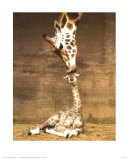 Giraffe  First Kiss