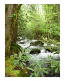 Greenbrier River Scene