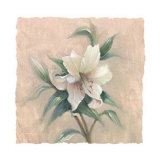 Garden Lily