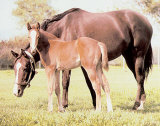 Horse and Colt