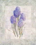 Hyacinths