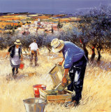 La cueillette des olives