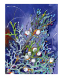 Juniper Berries