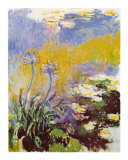 Les Agapanthes