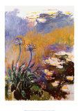 Les agapanthes