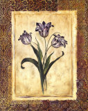 Maroccan Tulips