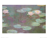 Water Lilies